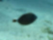 Sufflamen albicaudatum