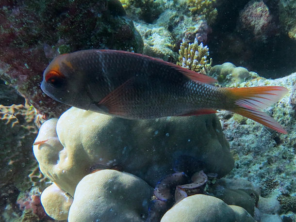 Großaugen-Schnapper Monotaxis grandoculis