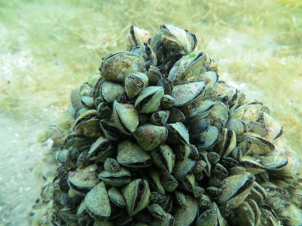 Quagga-Dreikantmuscheln an einem Eichenpfahl, 2024 (Foto: Dr. Roger Blum)