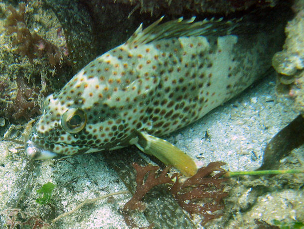 Epinephelus stoliczkae