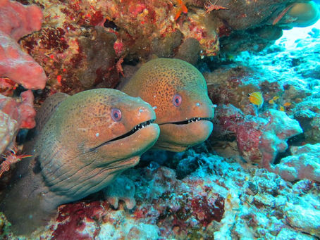 Auf zu den Similan-Inseln