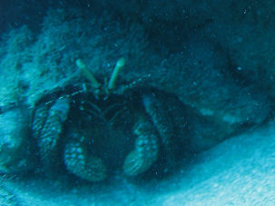 Petrochirus diogenes