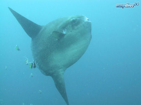 Mola Mola: Begegnung mit Mondfischen vor Bali