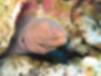 Riesenmuräne Gymnothorax javanicus