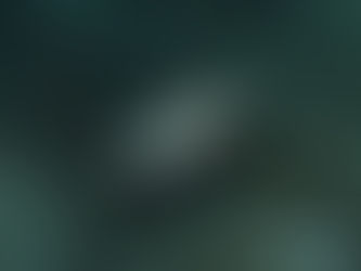 Nil-Tilapia Oreochromis niloticus