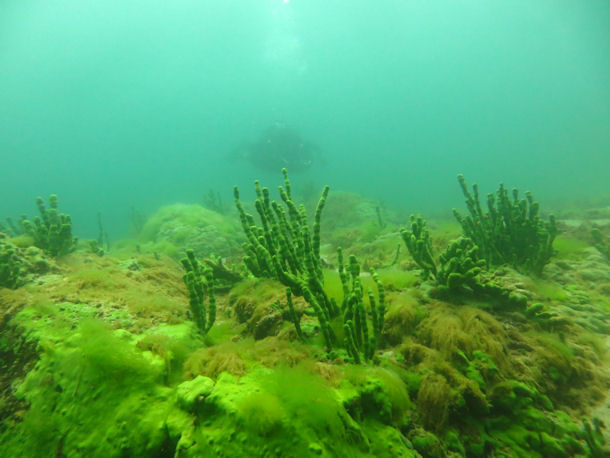 Baikalsee: Der See der Schwämme