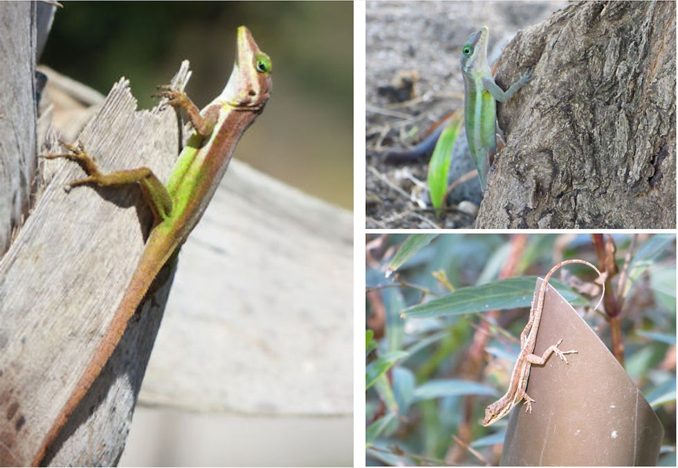 Schwartz Anolis (Männchen und Jungtier) am South Friars Beach