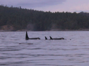 Whale Watching vor Vancouver Island