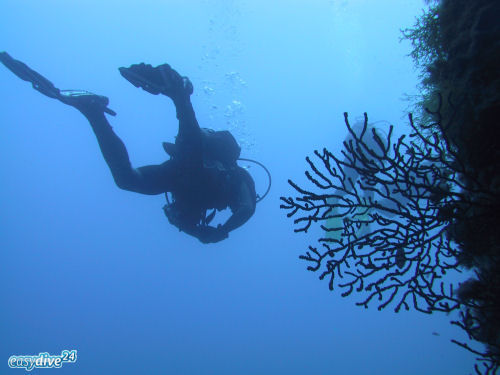 Gorgonie Paramuricea clavata