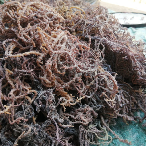 dried sea moss