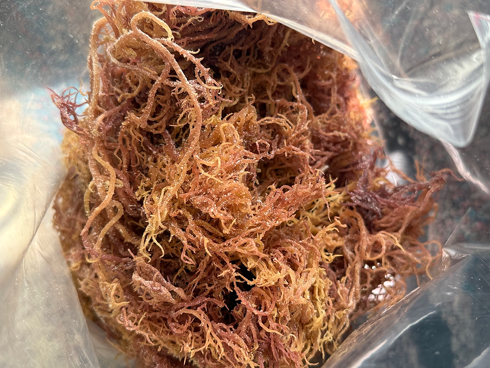 Close-up view of dry sea moss in a open plastic