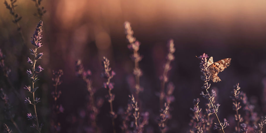Butterfly resting on flowers symbolizing renewal and new beginnings during life transitions