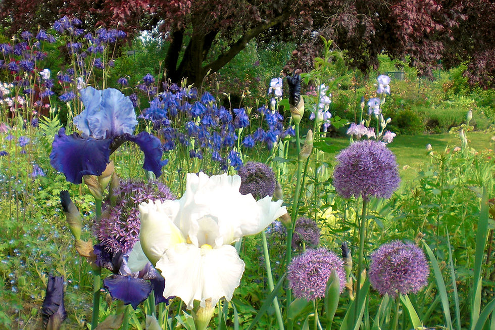 JLutzke Stauden im Frühsommer