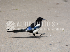 ❓LA PIE : est-elle vraiment une VOLEUSE ?