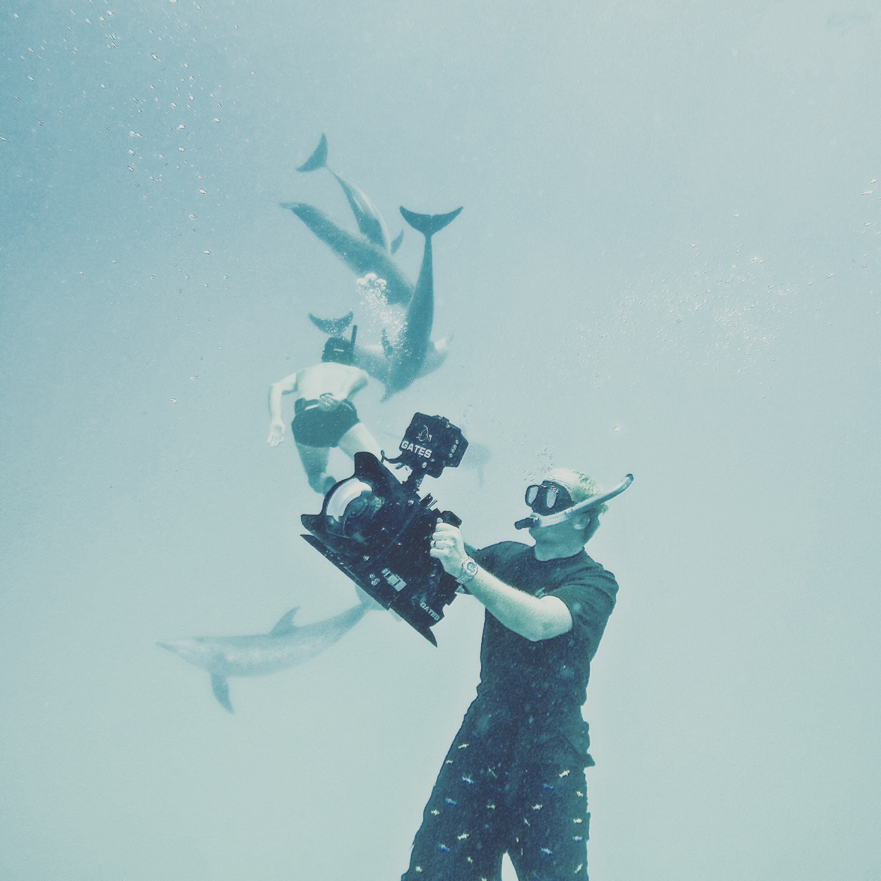 Bimini Scuba Center Hammerhead Shark Diving Bimini Bahamas