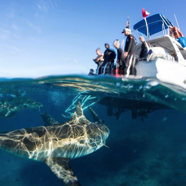 Bimini Scuba Center Hammerhead Shark Diving Bimini Bahamas