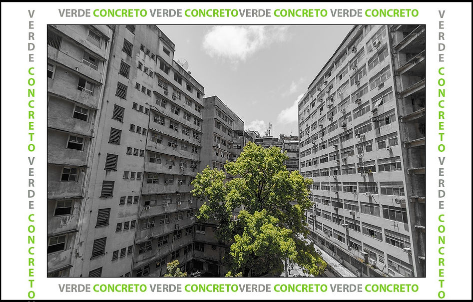 Árvore cercada por edifícios no centro da cidade do Recife.