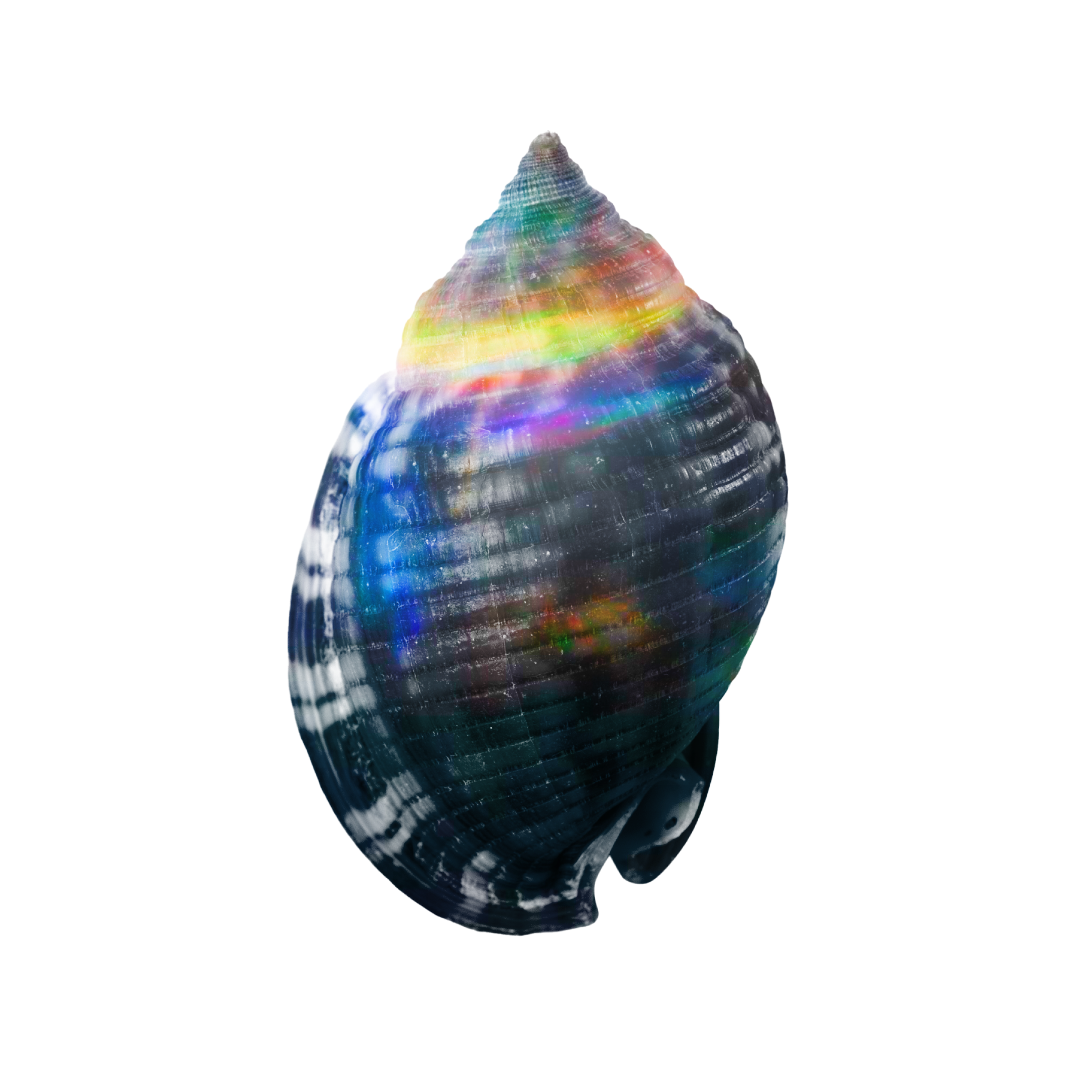 new logo.png