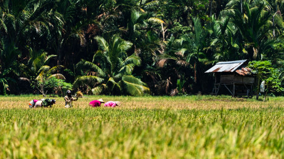 Rice paddy fields in Sumatra, Indonesia.