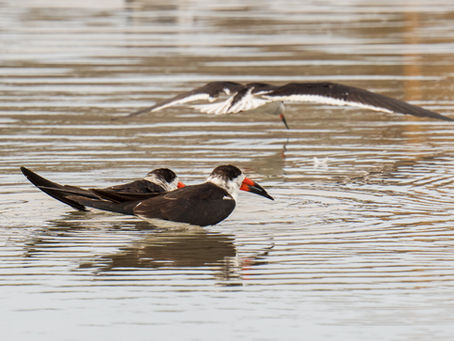 Funky birds on South Padre Island