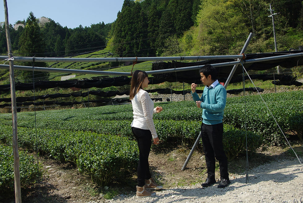 Tea bushes cultivated specifically for Gyokuro tea (Uji, Japan)