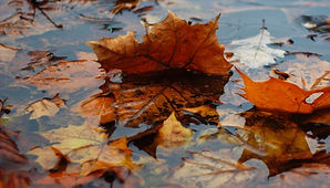 leaves in the water_edited_edited.jpg