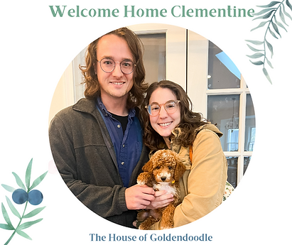 Parti red mini Goldendoodles