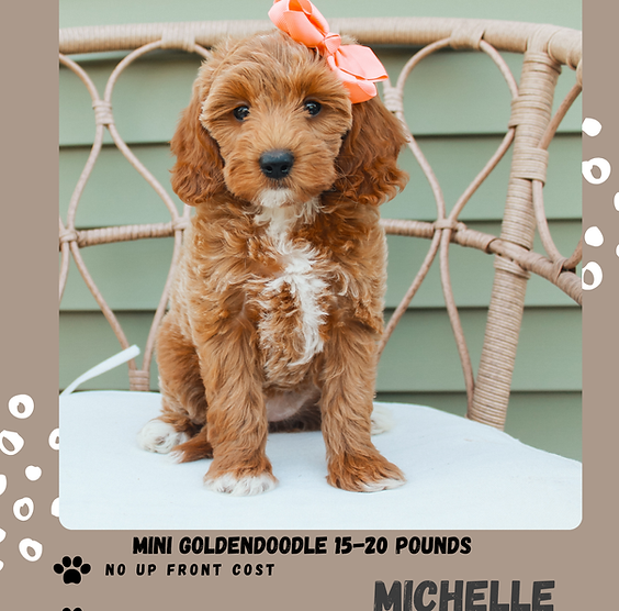 Orange Abstract Lost Dog Poster.png