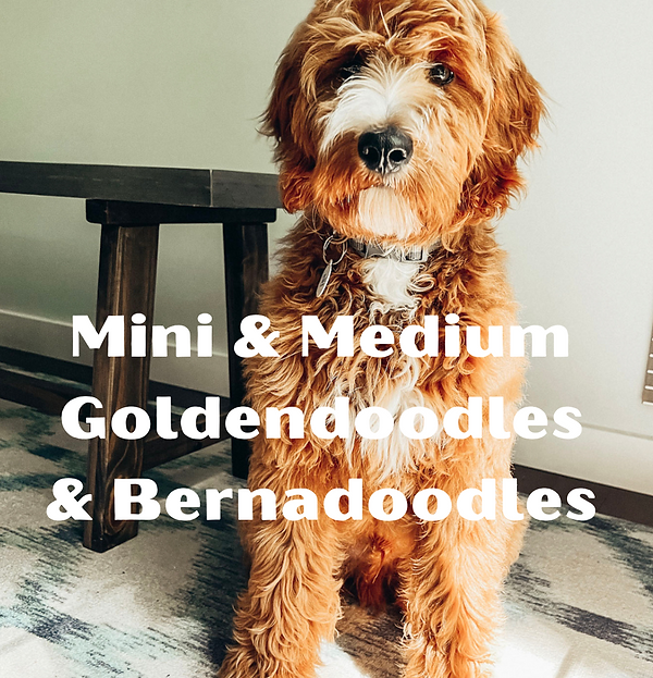 medium parti Goldendoodles