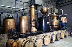 2017 09 c 1- BEAUNE visite cassisium (8)