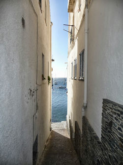 Roses ARDESCA S.O. 0027.JPG