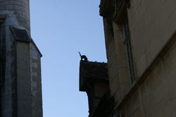 2017 09 e - DIJON (53)