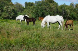 Camargue 2017 L-R (3)