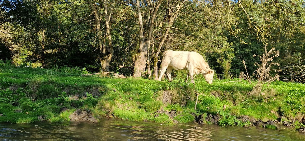 marais Poitevin (42)