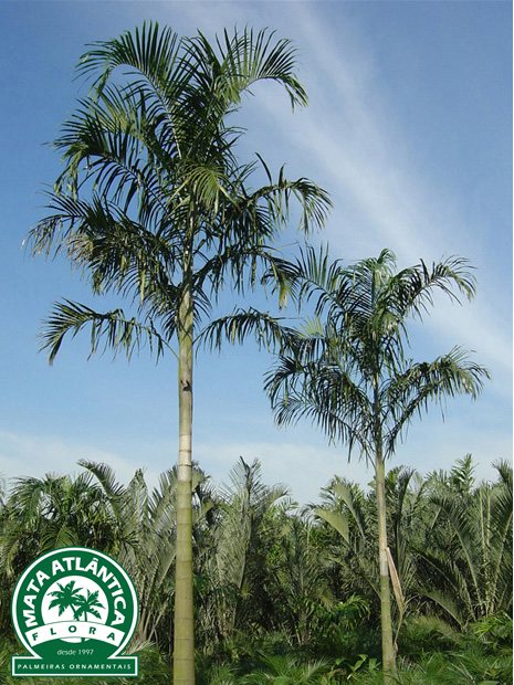 carpentaria review carpentaria review