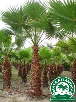 Washingtonia robusta