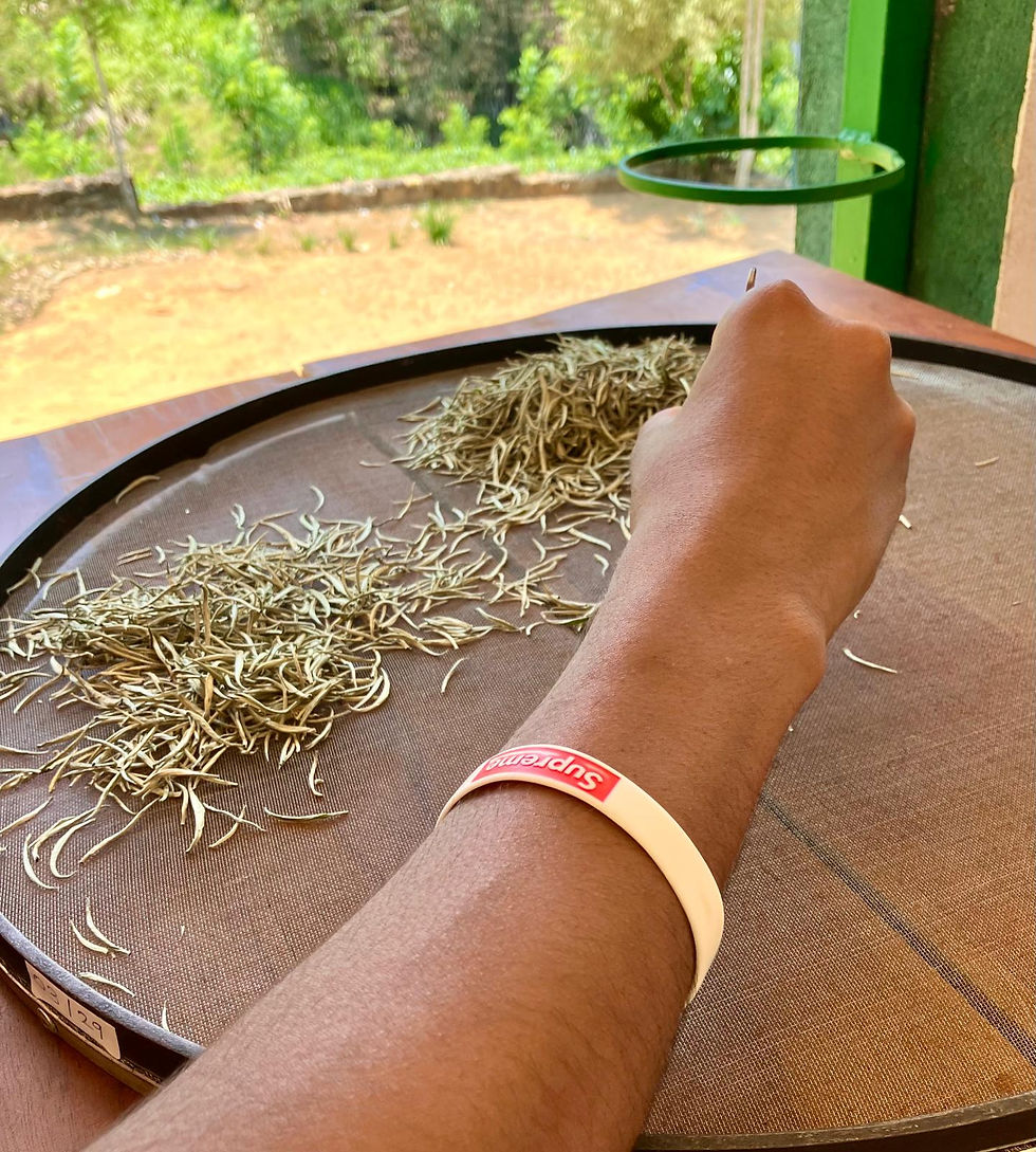 The careful sorting of Glen Nevis award winning white tea Aratenna Special Silver Tips.