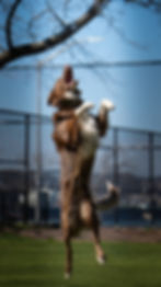 Border Collie jumping to catch bubbles NYC