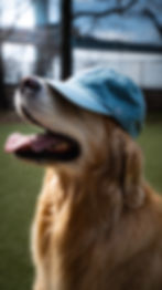 Golden Retriever wearing blue hat outdoor NYC