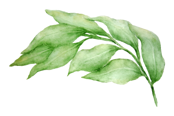 Leaves 3