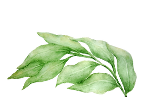 Leaves 3