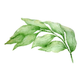 Les feuilles 3