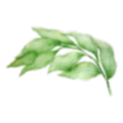 Leaves 3