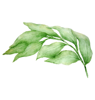 Leaves 3
