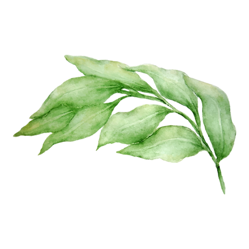 Leaves 3