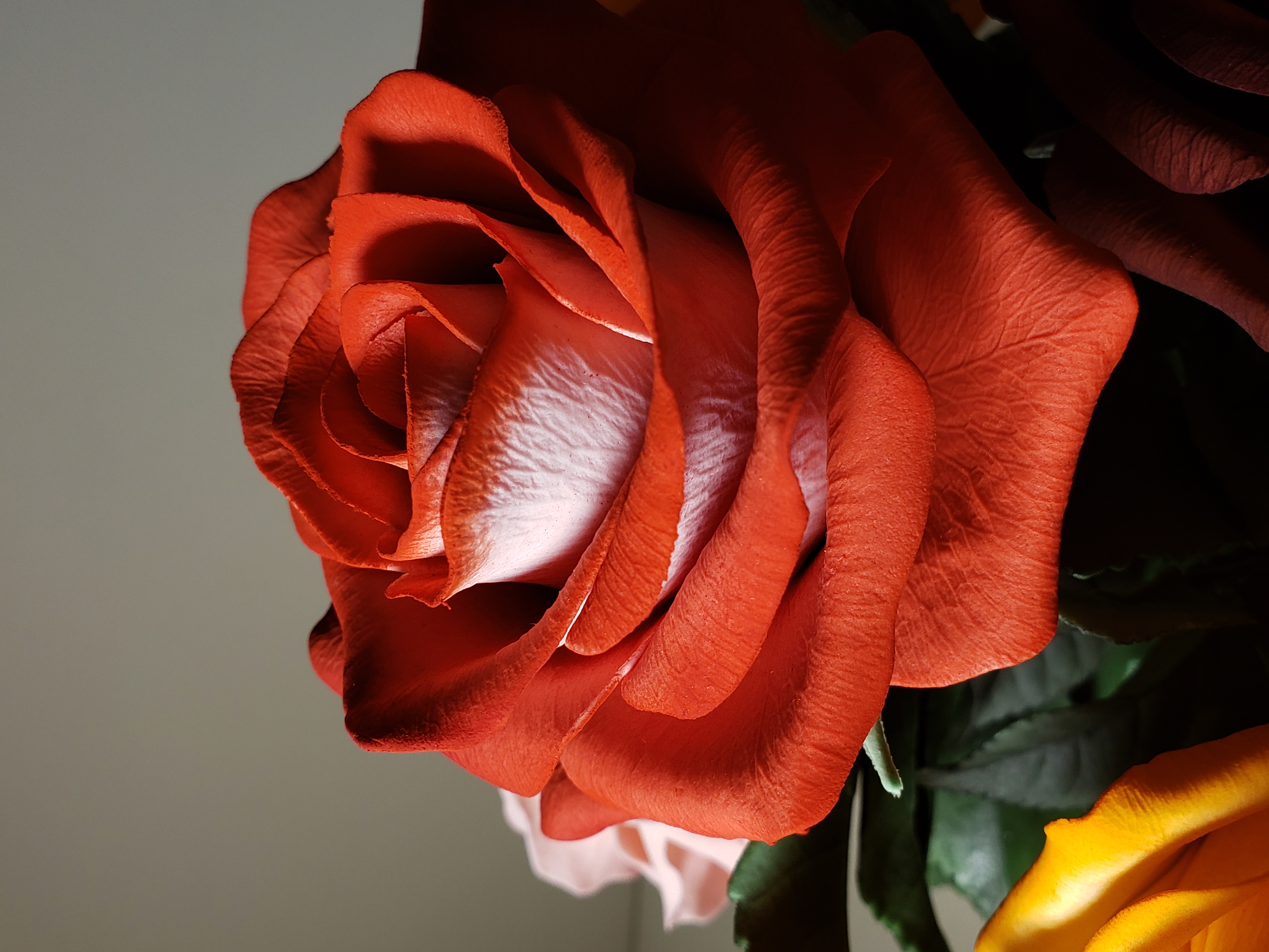 Bicolored sugar rose