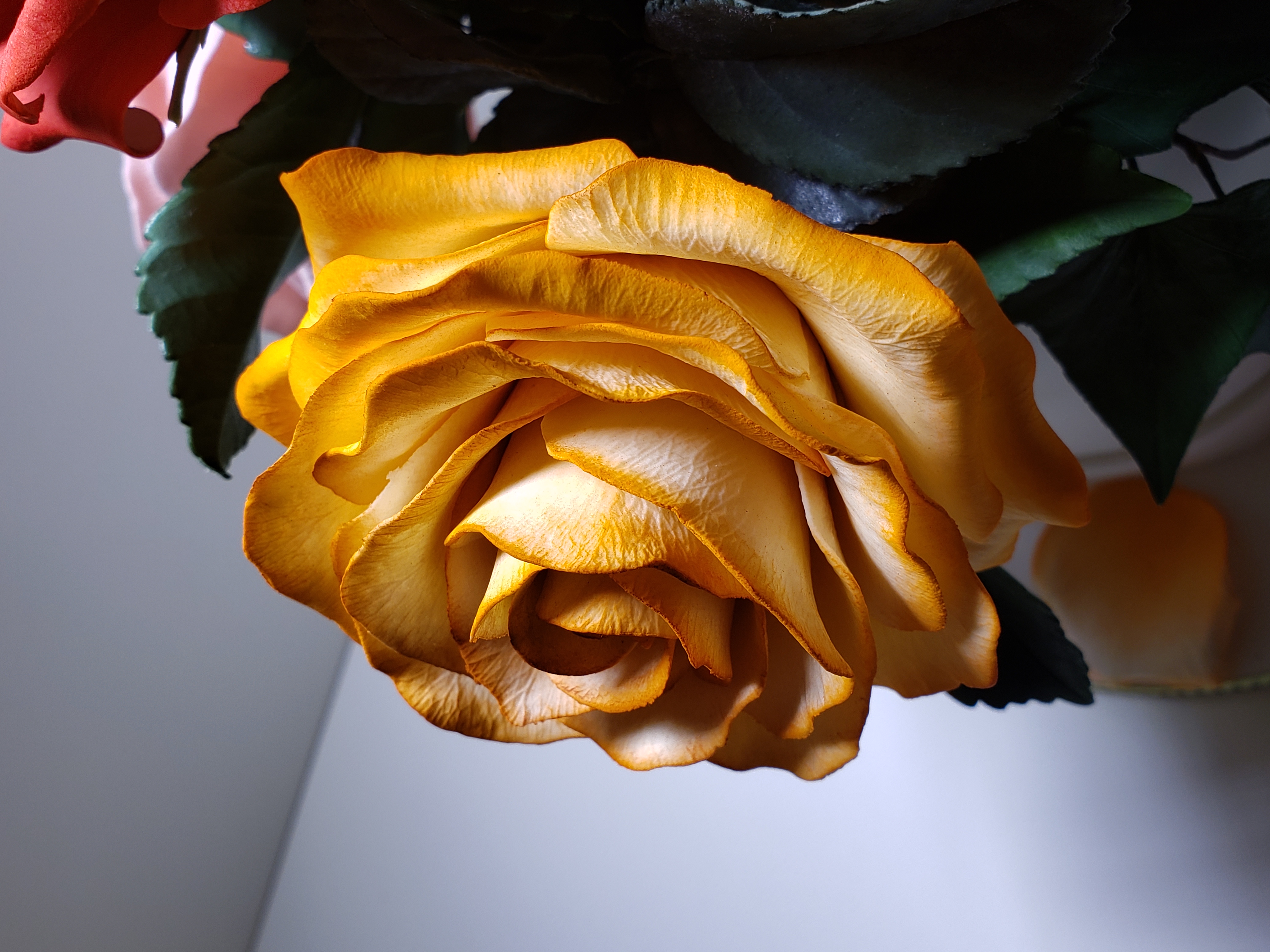 Sugar rose