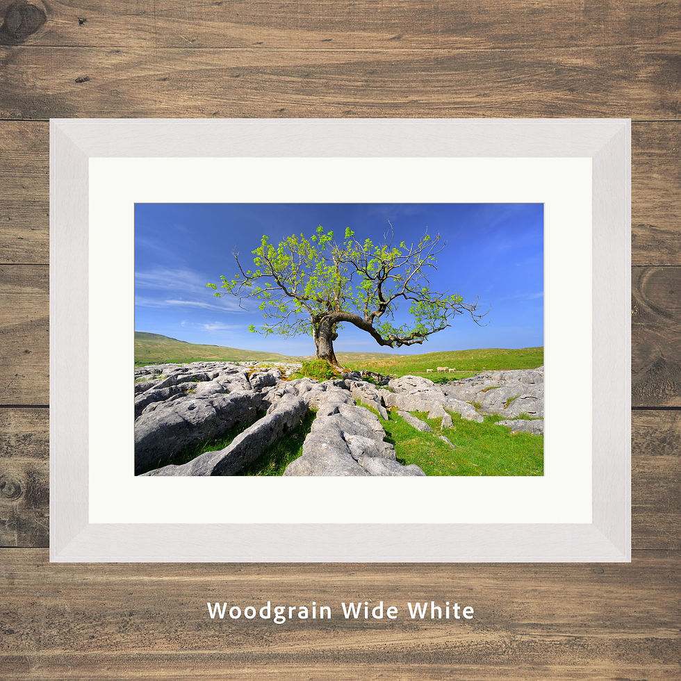 Thumbnail: Vibrant green colours of leaves on a lone windswept ash tree on a pleasant spring afternoon in the Yorkshire Dales, UK.