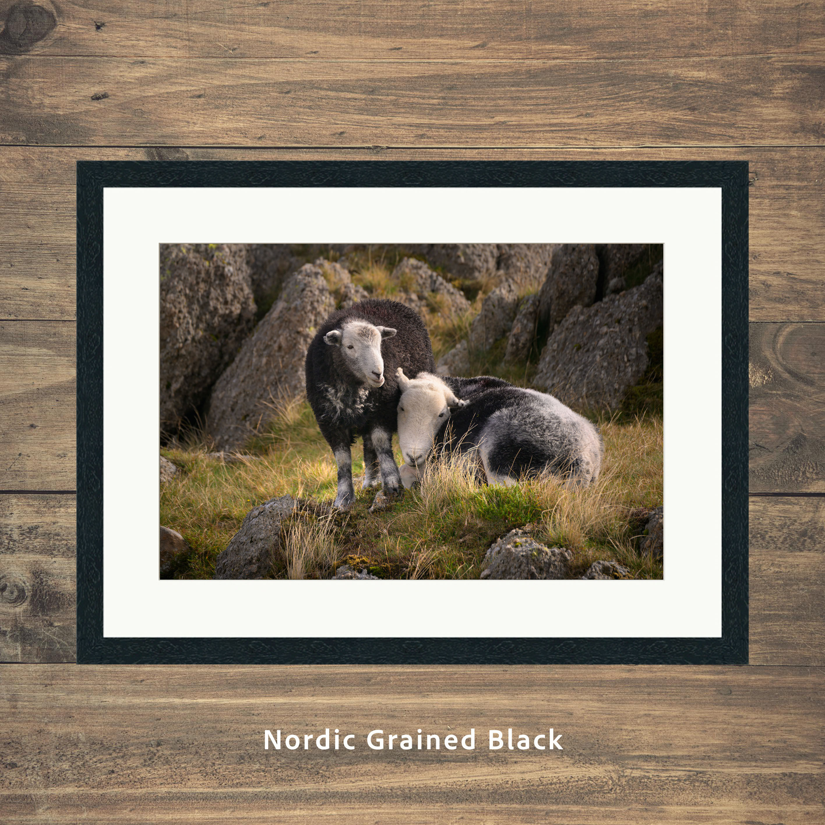 Framed photography prints of two Herdwick Sheep cuddling in the Lake District Fells.