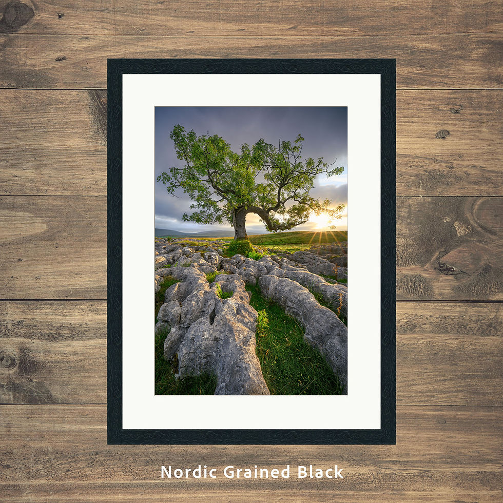 Thumbnail: Framed photography prints of a lone ash tree with golden morning sunlight in the scenic Yorkshire Dales countryside, UK.